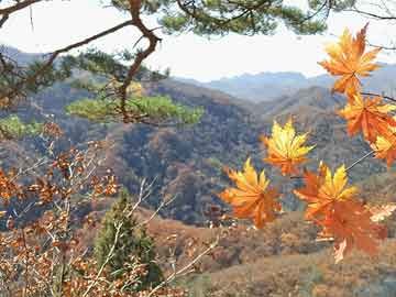 竹节海棠杆子出叶子，揭秘植物生长的奇妙过程